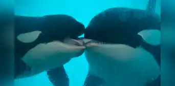 Biólogos graban a unas orcas salvajes dándose un largo “beso a la francesa” durante casi 2 minutos