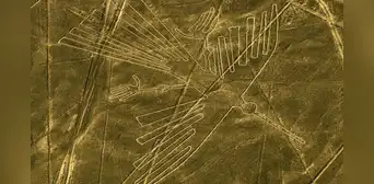 La obsesión de los nazca por representar animales no solo se encuentra en sus famosas líneas