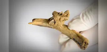 Impactante hallazgo de violencia prehistórica en España: encuentran una flecha clavada en costilla humana hace 4.000 años Impactante hallazgo de violencia prehistórica en España: encuentran una flecha clavada en costilla humana hace 4.000 años