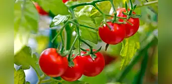 Científicos descubren que unos tomates sudamericanos están evolucionando a la inversa para no dejarse comer