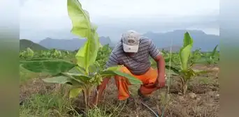 Olmos frente al cambio climático: Adaptación que nace desde la tierra