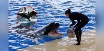 ¿Por qué las orcas ofrecen alimentos a los humanos como si fueran de su manada? Estudio científico ofrece nuevos hallazgos