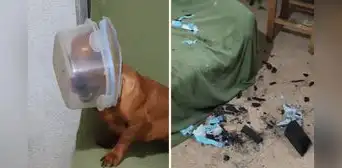 Mascota causa desastre en su casa y termina con un táper en la cabeza: “Lista para ir a la Luna” Mascota causa desastre en su casa y termina con un táper en la cabeza: “Lista para ir a la Luna”