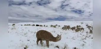 Senamhi: estas son las regiones en Perú que soportan temperaturas bajo cero y poseen 'alerta naranja' Senamhi: estas son las regiones en Perú que soportan temperaturas bajo cero y poseen 'alerta naranja'