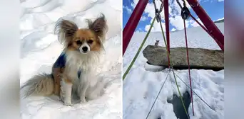 Un chihuahua ayuda a salvar la vida de su dueño tras caer en un glaciar en Suiza a más de 2.400 metros de altura Un chihuahua ayuda a salvar la vida de su dueño tras caer en un glaciar en Suiza a más de 2.400 metros de altura