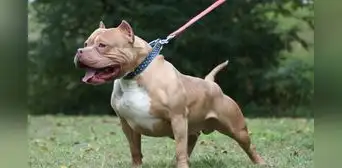 Bebé de un año muere al ser atacado brutalmente por un perro pitbull frente a su madre en EEUU: el animal fue sacrificado