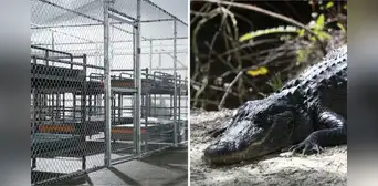Inmigrantes detenidos en el centro 'Alligator Alcatraz' denuncian trato inhumano : “Hace cuatro días que no me baño” Inmigrantes detenidos en el centro 'Alligator Alcatraz' denuncian trato inhumano : “Hace cuatro días que no me baño”