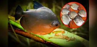 Científicos descubren un nuevo parásito que está atacando a unos peces muy consumidos en Perú Científicos descubren un nuevo parásito que está atacando a unos peces muy consumidos en Perú