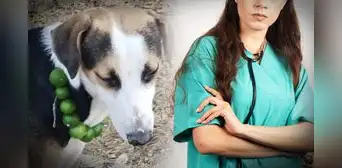 Veterinaria desmiente mito y revela el tratamiento efectivo para enfermedades de perros y gatos: "El limón no sirve" Veterinaria desmiente mito y revela el tratamiento efectivo para enfermedades de perros y gatos: "El limón no sirve"
