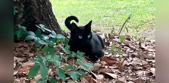 El gato de un científico se fue de cacería y ayudó a descubrir un misterioso virus nunca antes visto El gato de un científico se fue de cacería y ayudó a descubrir un misterioso virus nunca antes visto