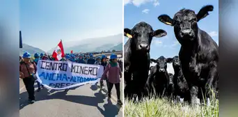 Bloqueo de mineros en Ocoña provoca muerte de reses por falta de agua y alimento Bloqueo de mineros en Ocoña provoca muerte de reses por falta de agua y alimento