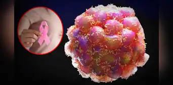Científicos españoles identifican la proteína que ayuda a las células cancerosas a expandirse a otros órganos: "Son capaces de evadir el sistema inmune" Científicos españoles identifican la proteína que ayuda a las células cancerosas a expandirse a otros órganos: "Son capaces de evadir el sistema inmune"