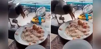 Captan a gaviota comiendo ceviche de un plato en el Callao y en redes bromean: “Le falta su chela”