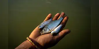 Científicos confirman que los peces sufren de dolor intenso hasta 24 minutos después de ser capturados