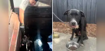 Pareja rescata a perrito de morir en compactador de basura: "Si nadie lo encontraba, habría sido su fin" Pareja rescata a perrito de morir en compactador de basura: "Si nadie lo encontraba, habría sido su fin"