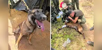 Perro salva la vida de 36 soldados y civiles de una explosión por mina en Colombia: animal militar perdió una pata Perro salva la vida de 36 soldados y civiles de una explosión por mina en Colombia: animal militar perdió una pata