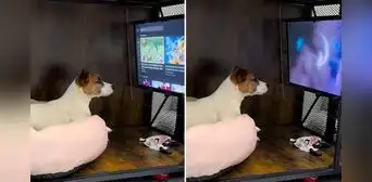 Perrito se entretiene en su mini sala de cine y causa ternura en redes sociales: “Le falta su canchita” Perrito se entretiene en su mini sala de cine y causa ternura en redes sociales: “Le falta su canchita”