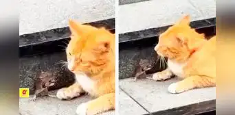 Ratoncito conmueve en redes al ‘rogar’ a un gato por su vida: “Tom y Jerry de la vida real” Ratoncito conmueve en redes al ‘rogar’ a un gato por su vida: “Tom y Jerry de la vida real”