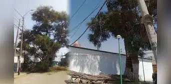 Piura: se desploma parte de árbol de casi 300 años y afecta infraestructura eléctrica Piura: se desploma parte de árbol de casi 300 años y afecta infraestructura eléctrica