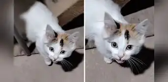 Gatito criado en granja maúlla como gallo y arrasa en TikTok: “Es bueno ser bilingüe” Gatito criado en granja maúlla como gallo y arrasa en TikTok: “Es bueno ser bilingüe”
