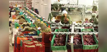 Agroexportaciones regionales rompen récord: suman US$3.248 millones y los orgánicos pisan fuerte Agroexportaciones regionales rompen récord: suman US$3.248 millones y los orgánicos pisan fuerte