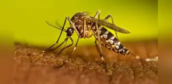 Científicos de EEUU crean una IA que identifica a los mosquitos transmisores del dengue y la malaria