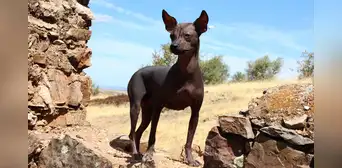 El largo viaje del perro: arqueólogos argentinos rastrean su llegada a Sudamérica con los primeros agricultores