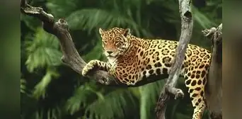 El felino con la mordida más mortal del planeta habita en Latinoamérica y ha sido venerado desde tiempos ancestrales