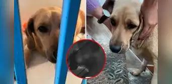 Sujeto ataca brutalmente a un perrito en Chimbote frente a vecinos: cámaras captaron el momento Sujeto ataca brutalmente a un perrito en Chimbote frente a vecinos: cámaras captaron el momento