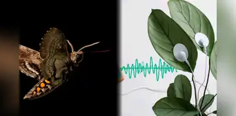 Las plantas “gritan” cuando están enfermas y los animales responden alejándose, según nueva evidencia científica