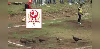 Aves interrumpen pleno partido de Copa Perú y generan caos en el campo de juego: ''Pavos para navidad''