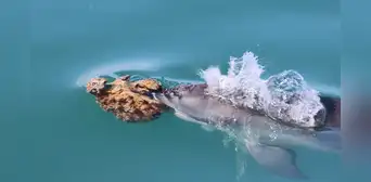 Científicos grabaron a delfines salvajes que aprendieron a usar una herramienta para cazar peces Científicos grabaron a delfines salvajes que aprendieron a usar una herramienta para cazar peces