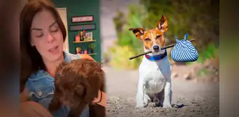 Mujer adopta cachorro y lo devuelve a las pocas horas de tenerlo en Inglaterra: “Cometí un gran error" Mujer adopta cachorro y lo devuelve a las pocas horas de tenerlo en Inglaterra: “Cometí un gran error"