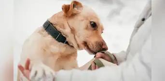 Científicos confirman que los perros pueden oler el Parkinson antes que aparezcan los síntomas y con 98% de precisión Científicos confirman que los perros pueden oler el Parkinson antes que aparezcan los síntomas y con 98% de precisión