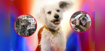 ¡Enamoró a todos! La aparición de 'Krypto' en Superman aumenta la intención de adopción de perros en Estados Unidos ¡Enamoró a todos! La aparición de 'Krypto' en Superman aumenta la intención de adopción de perros en Estados Unidos