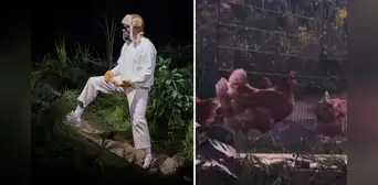 PETA denunció a Bad Bunny por usar gallinas vivas en sus conciertos de Puerto Rico: "Una pesadilla para los animales" PETA denunció a Bad Bunny por usar gallinas vivas en sus conciertos de Puerto Rico: "Una pesadilla para los animales"