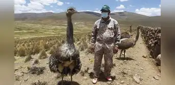 21 suris andinos mueren por intensa ola de frío en el altiplano de Puno