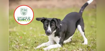 Municipalidad de Surco identifica y formaliza denuncia contra presunto autor de envenenamiento de ocho perros Municipalidad de Surco identifica y formaliza denuncia contra presunto autor de envenenamiento de ocho perros