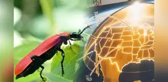 Científicos chinos crean sensor infrarrojo 20.000 veces más rápido que el de Estados Unidos: el secreto está en un escarabajo