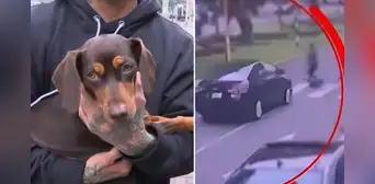 Encuentran a perrita 'Rumi', que desapareció tras atropello junto a su cuidadora en Miraflores Encuentran a perrita 'Rumi', que desapareció tras atropello junto a su cuidadora en Miraflores