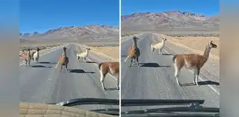 Conductor peruano se encuentra con 'piquete' de llamas en plena carretera y no puede avanzar: “Noo, la policía, nooo"
