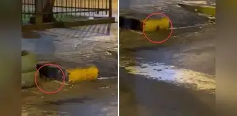 Vecinos de Cercado de Lima conviven con roedores en parque y piden intervención municipal: "Todos los años esta porquería" Vecinos de Cercado de Lima conviven con roedores en parque y piden intervención municipal: "Todos los años esta porquería"