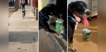 Perrito se vuelve la envidia en redes sociales por saber cómo comprar cervezas: "Me urge uno así" Perrito se vuelve la envidia en redes sociales por saber cómo comprar cervezas: "Me urge uno así"