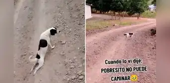 Astuto perrito finge estar lastimado, pero se aleja y camina normal: "Ni mi ex me engañó tanto"