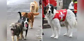 Día del Perro 2025: ¿cuándo es, por qué se celebra y cuál es la historia de esta fecha? Día del Perro 2025: ¿cuándo es, por qué se celebra y cuál es la historia de esta fecha?