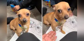 Estadounidense adopta a un perrito chihuahua y se da cuenta que solo le entiende cuando le habla en español
