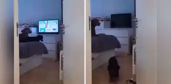 Perritos se molestan y ladran a su dueño cuando les apaga el televisor mientras veían sus dibujos favoritos