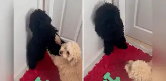 Mujer encuentra a sus perros peleando y tiene que intervenir: "Ustedes son hermanos" Mujer encuentra a sus perros peleando y tiene que intervenir: "Ustedes son hermanos"