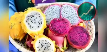 La pitahaya, nuevo producto estrella del Perú: exportaciones en 2025 superan 100 veces las de 2022