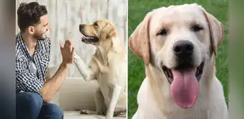 Frases del Día del Perro 2025: mensajes de amor y gratitud para tu fiel compañero este 21 de julio Frases del Día del Perro 2025: mensajes de amor y gratitud para tu fiel compañero este 21 de julio